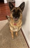 adoptable Dog in  named * Luna - Adoption Pending