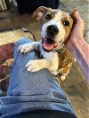 adoptable Dog in , WA named Pepper