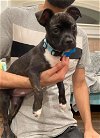 adoptable Dog in seattle, WA named * Bradley - Adoption Pending