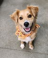 adoptable Dog in Seattle, WA named * Millie - PENDING