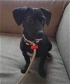 adoptable Dog in seattle, WA named Tootsie