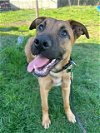 adoptable Dog in seattle, WA named Ronnie