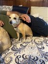 adoptable Dog in seattle, WA named Darla