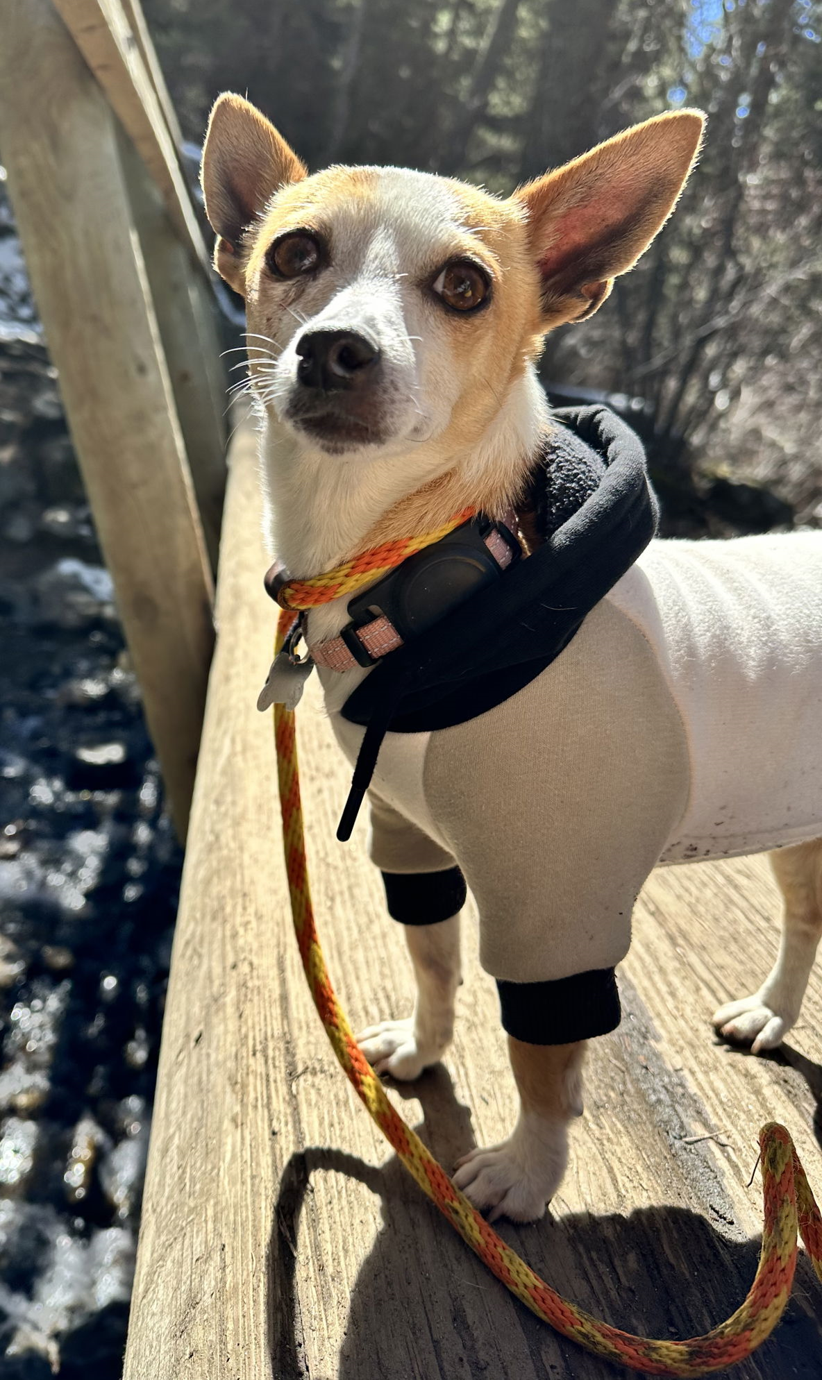 adoptable Dog in Seattle, WA named Darla