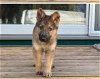 adoptable Dog in seattle, WA named Gunner