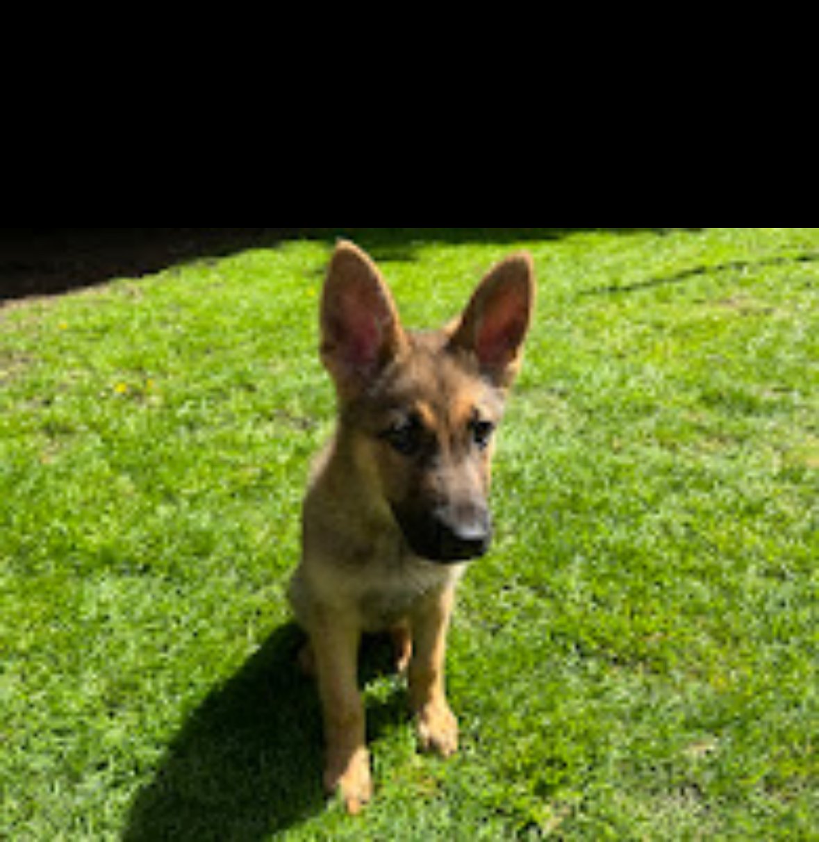 adoptable Dog in Seattle, WA named Gunner