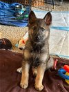 adoptable Dog in , WA named Zeus the Puppy