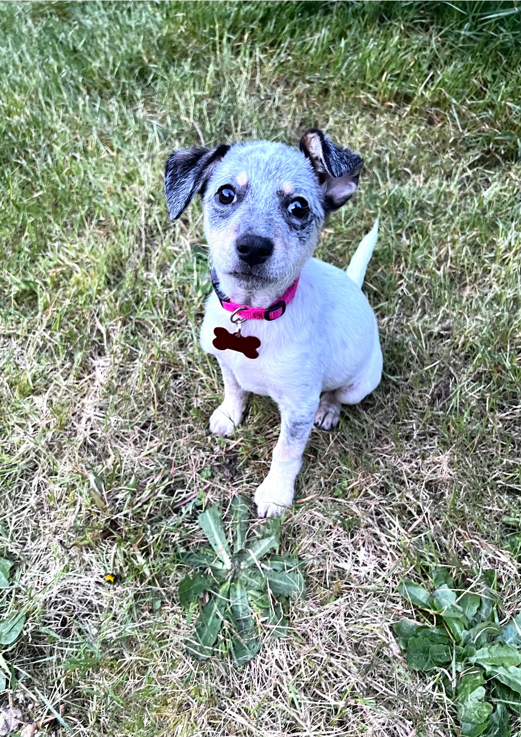 adoptable Dog in Seattle, WA named Zola