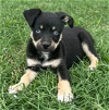 adoptable Dog in  named * April - Adoption Pending