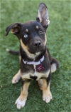 adoptable Dog in  named Blossom
