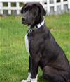 adoptable Dog in seattle, WA named Atlas