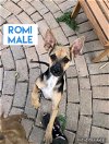 adoptable Dog in , WA named Romi