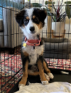 adoptable Dog in seattle, WA named * Kylie - Adoption Pending