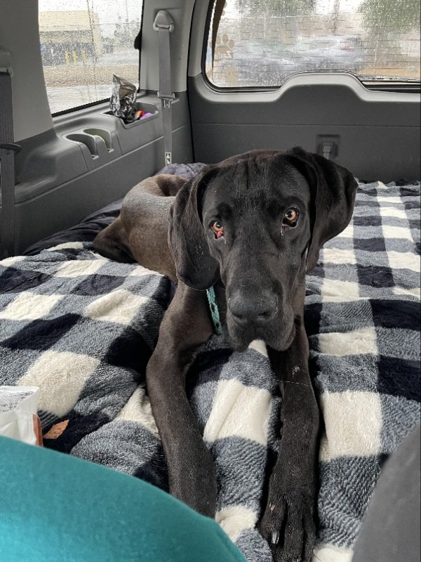 adoptable Dog in Seattle, WA named * Hunter - Adoption Pending