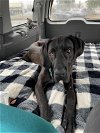 adoptable Dog in seattle, WA named Hunter