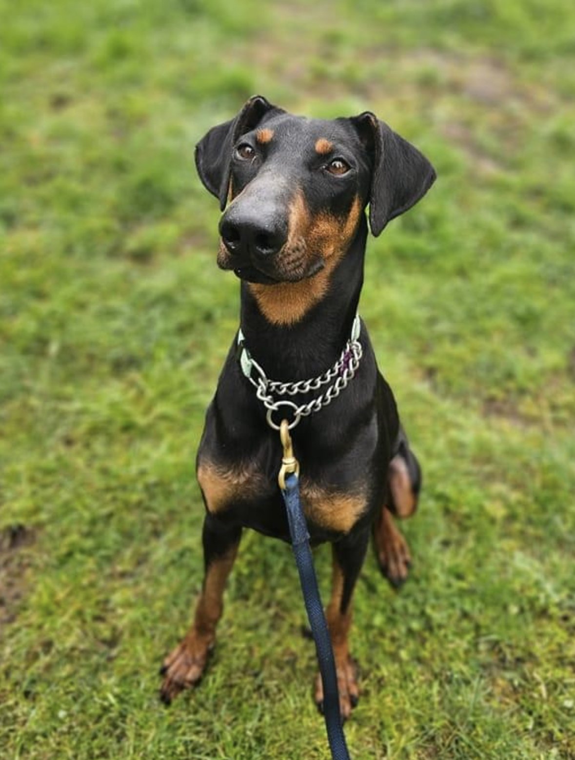 adoptable Dog in Seattle, WA named June