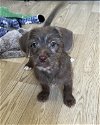 adoptable Dog in , WA named Paisley