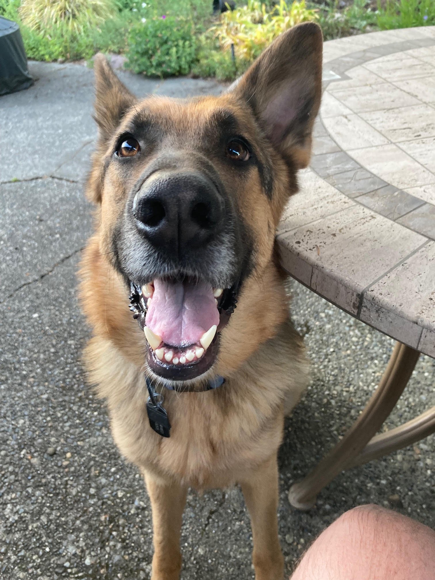 adoptable Dog in Seattle, WA named Jerry