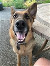 adoptable Dog in seattle, WA named Jerry