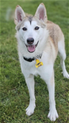 adoptable Dog in , WA named Marge