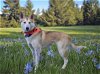 adoptable Dog in seattle, WA named Marge