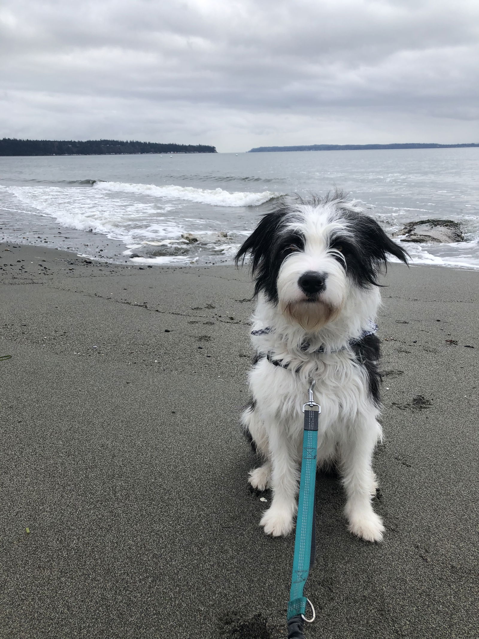 Dog For Adoption - Ziggy, A Bearded Collie In Bellevue, Wa 