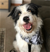 adoptable Dog in seattle, WA named Ziggy