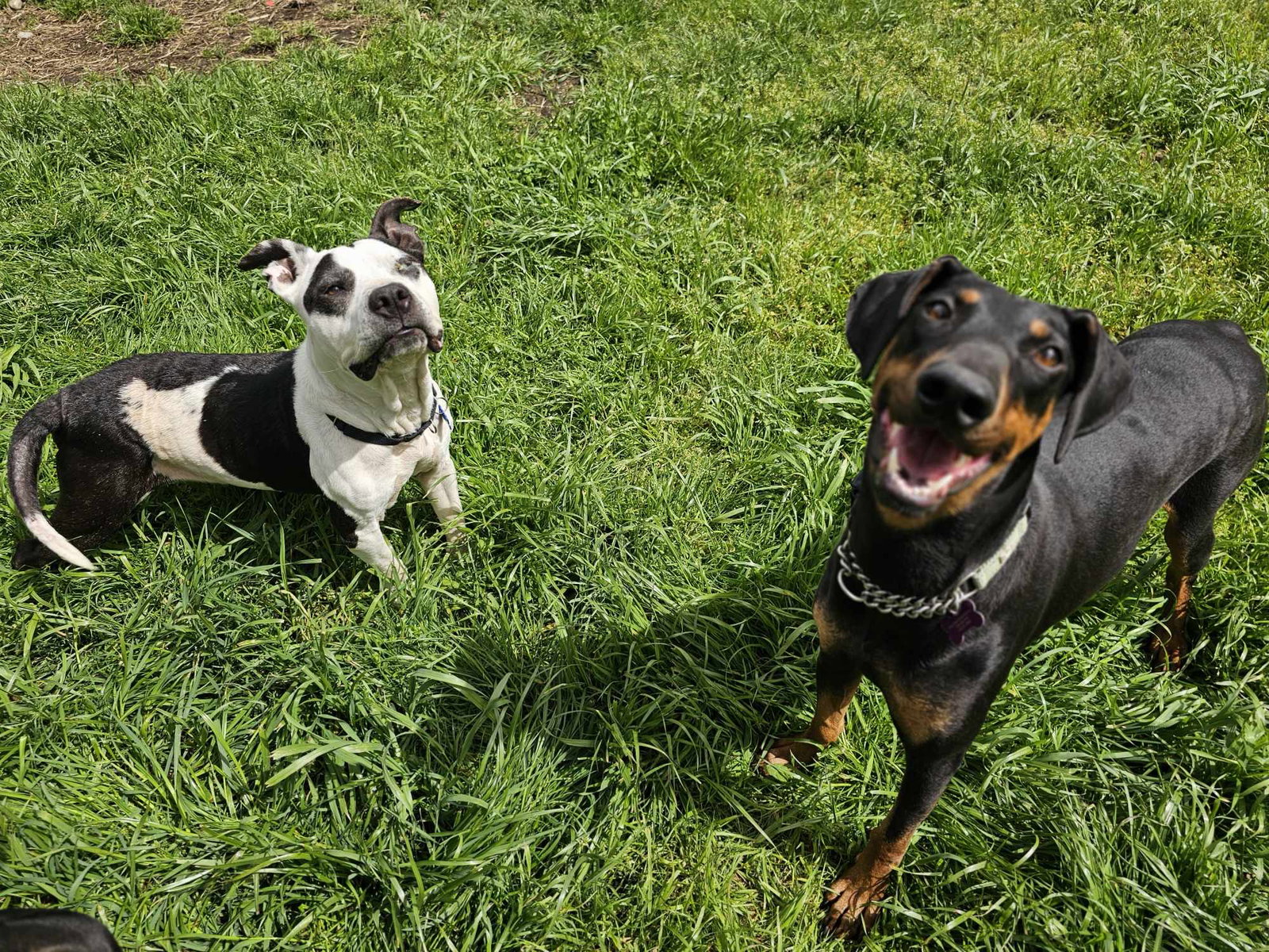 Dog for Adoption Paige, a American Staffordshire Terrier in Joint