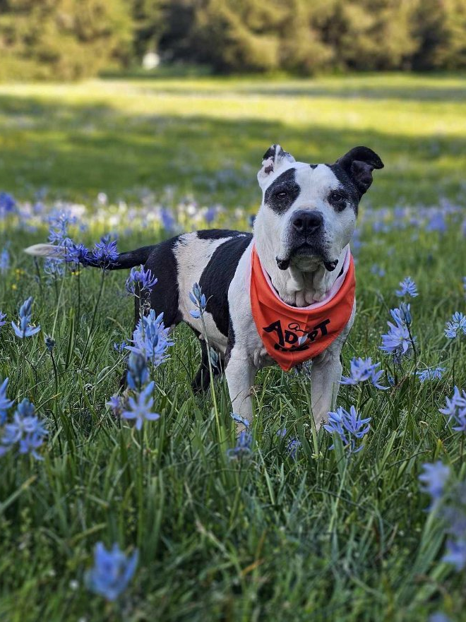 adoptable Dog in Seattle, WA named * Paige - PENDING