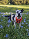 adoptable Dog in seattle, WA named * Paige - PENDING