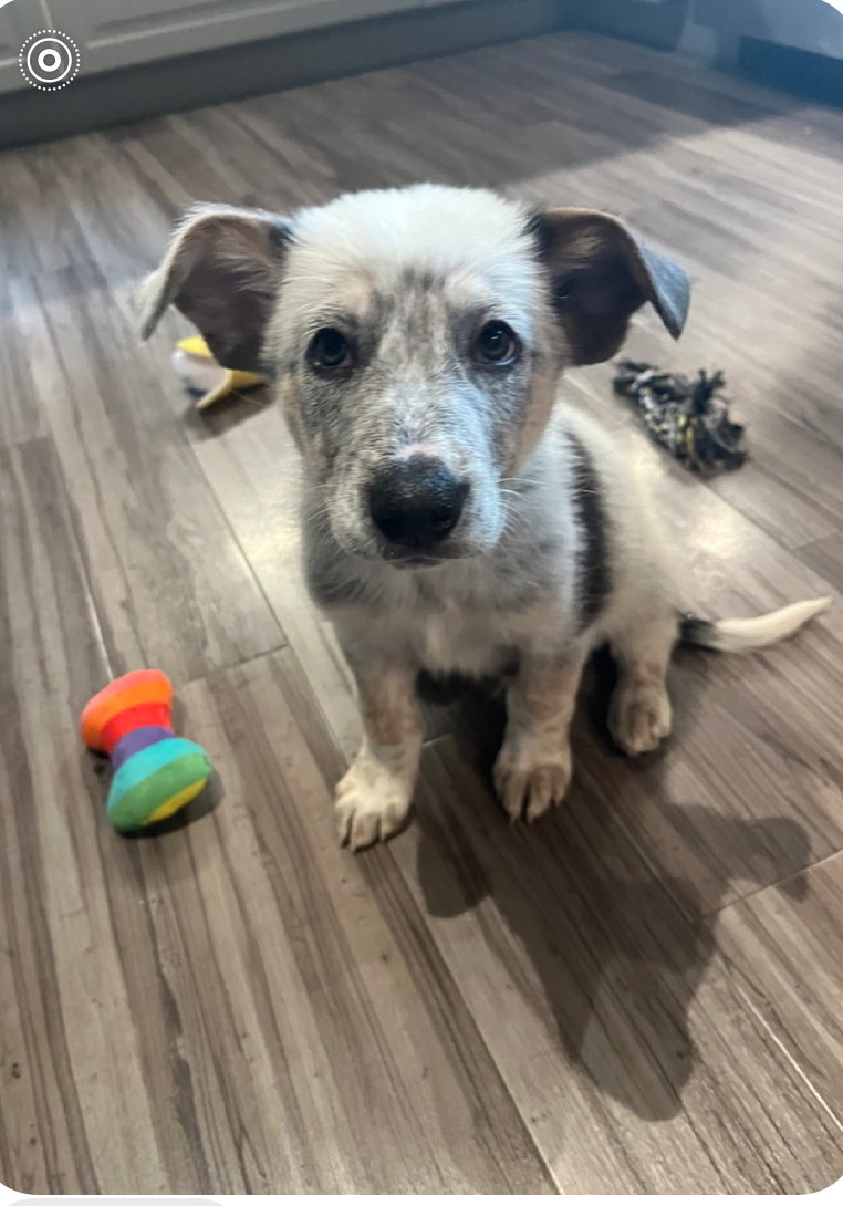 Dog for Adoption - Stuart, a Australian Shepherd in Sequim, WA | Alpha Paw
