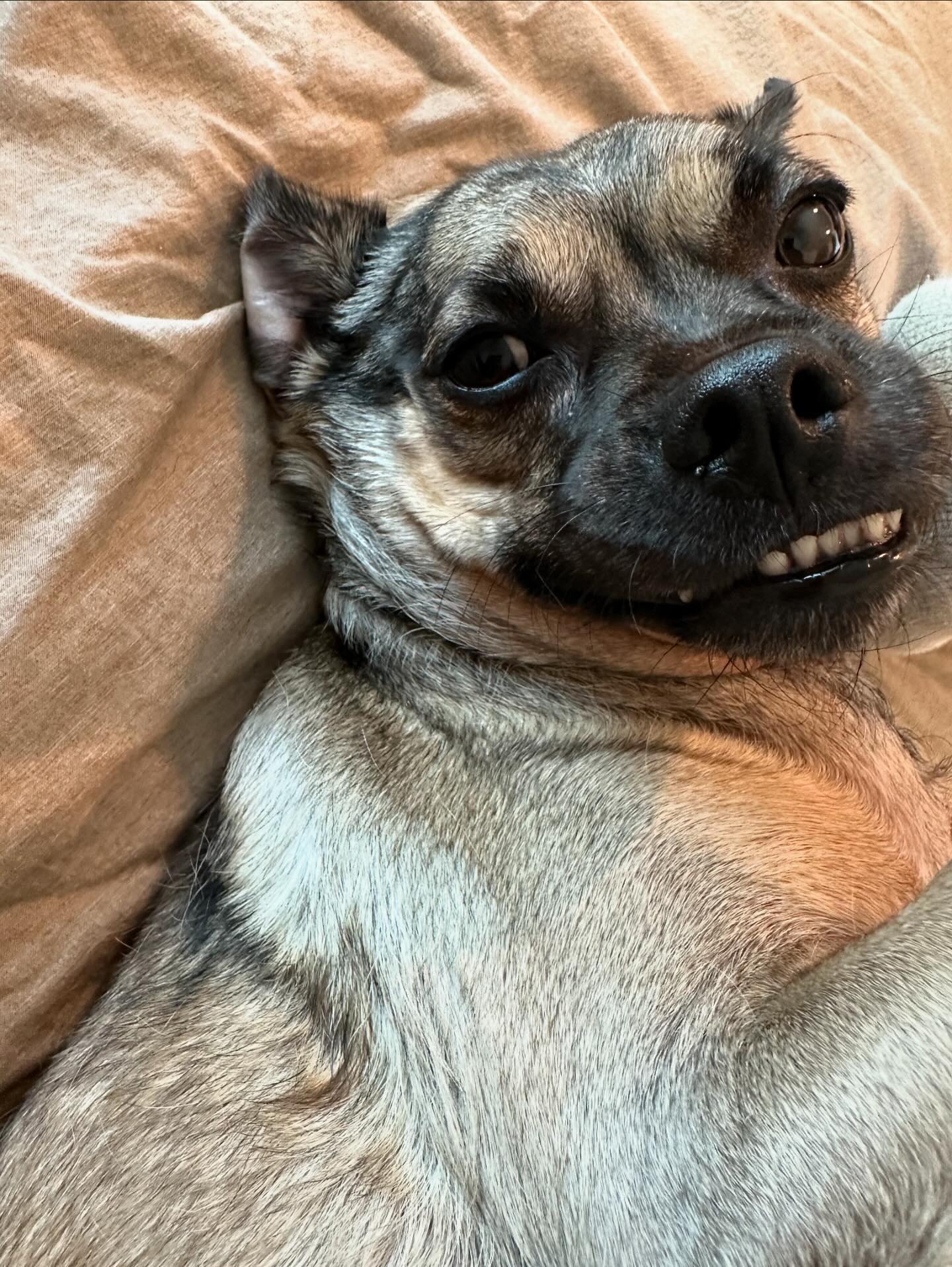 Dog for Adoption - * Ace- Adoption Pending, a Border Terrier in Sequim ...