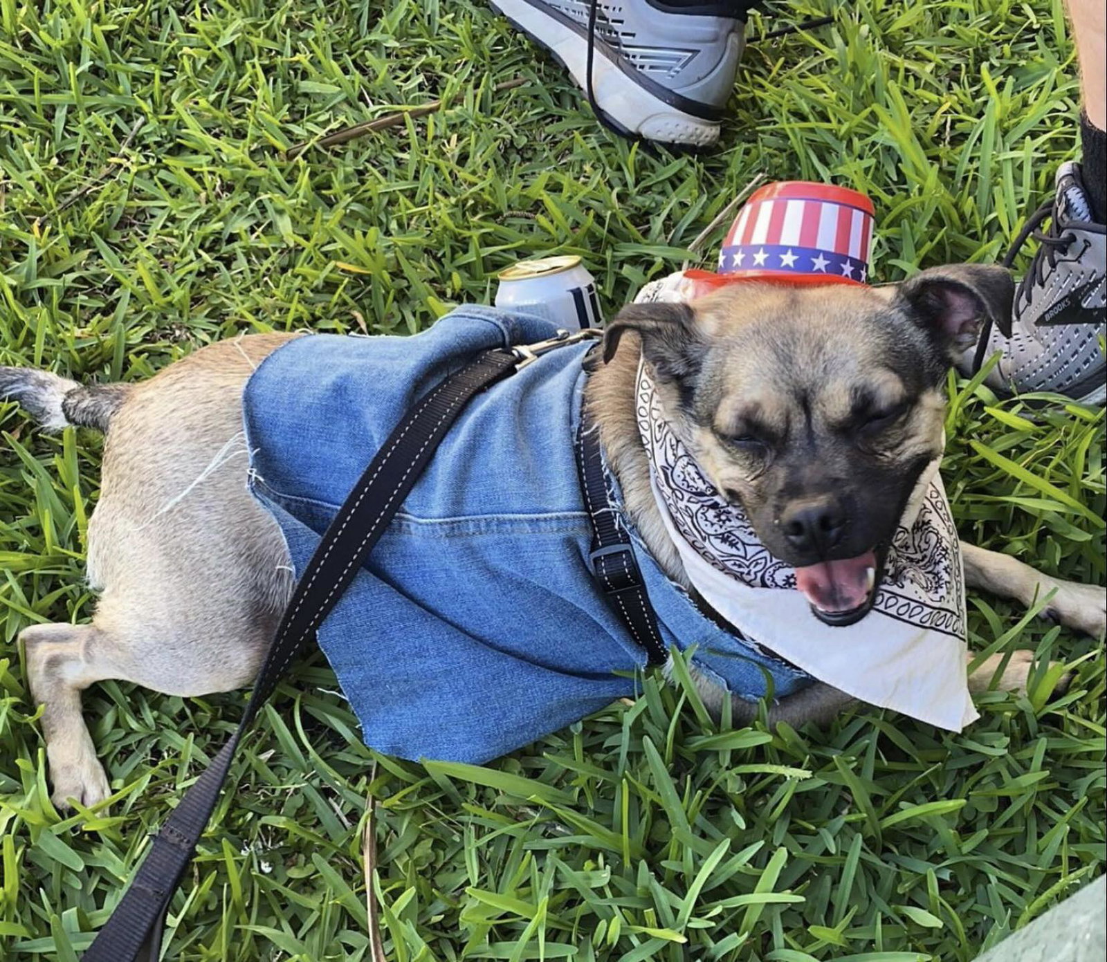 Dog for Adoption - * Ace- Adoption Pending, a Border Terrier in Sequim ...