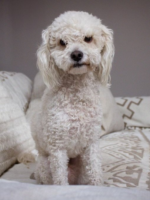 picture of the dog needing adoption