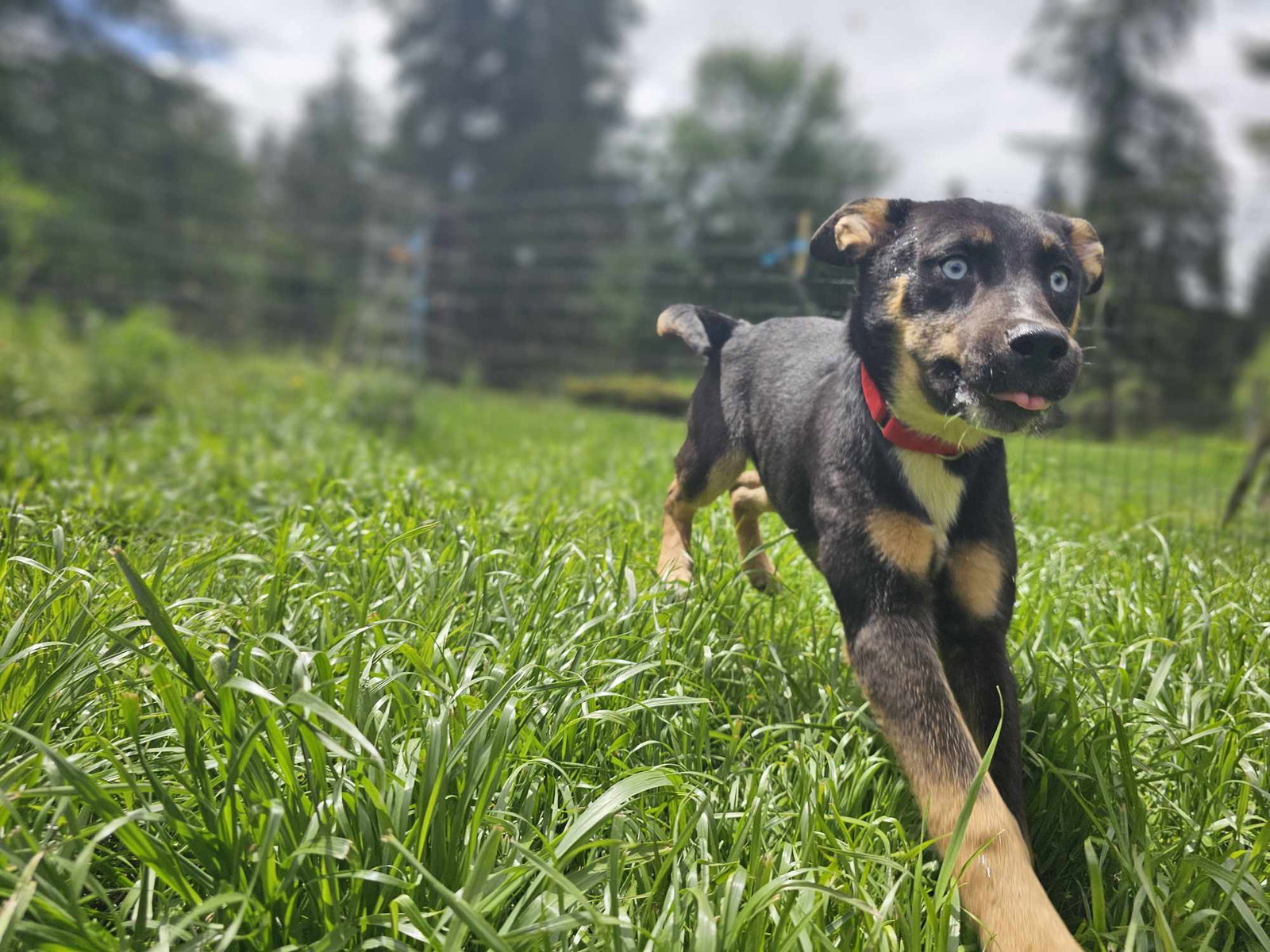 Seattle Animal Rescue , Seattle Animal Shelter Foundation – ONXORX