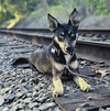 adoptable Dog in , WA named Buck