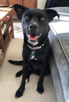 adoptable Dog in Seattle, WA named Orca