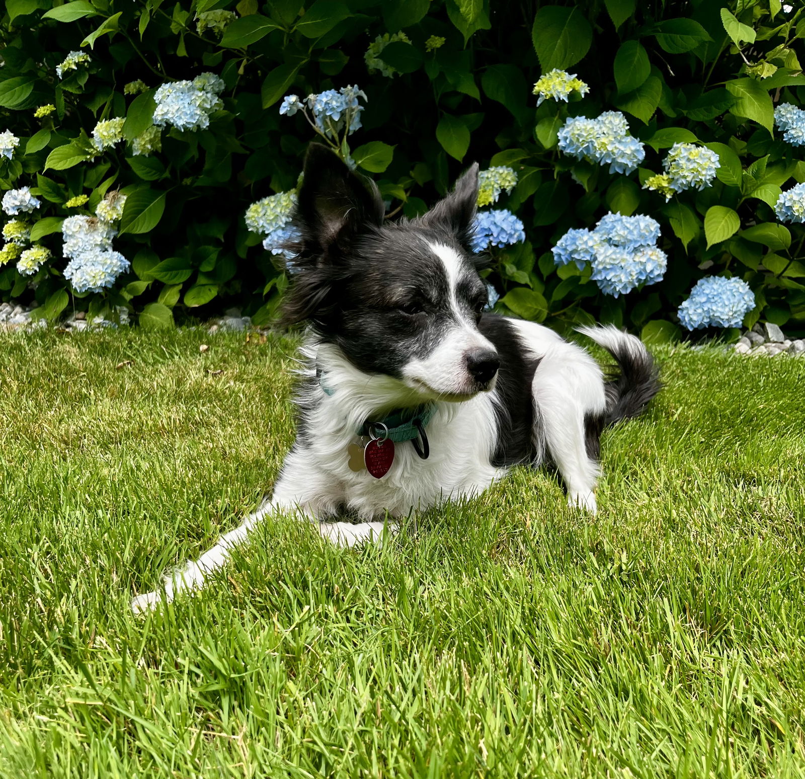 adoptable Dog in Seattle, WA named Daisy