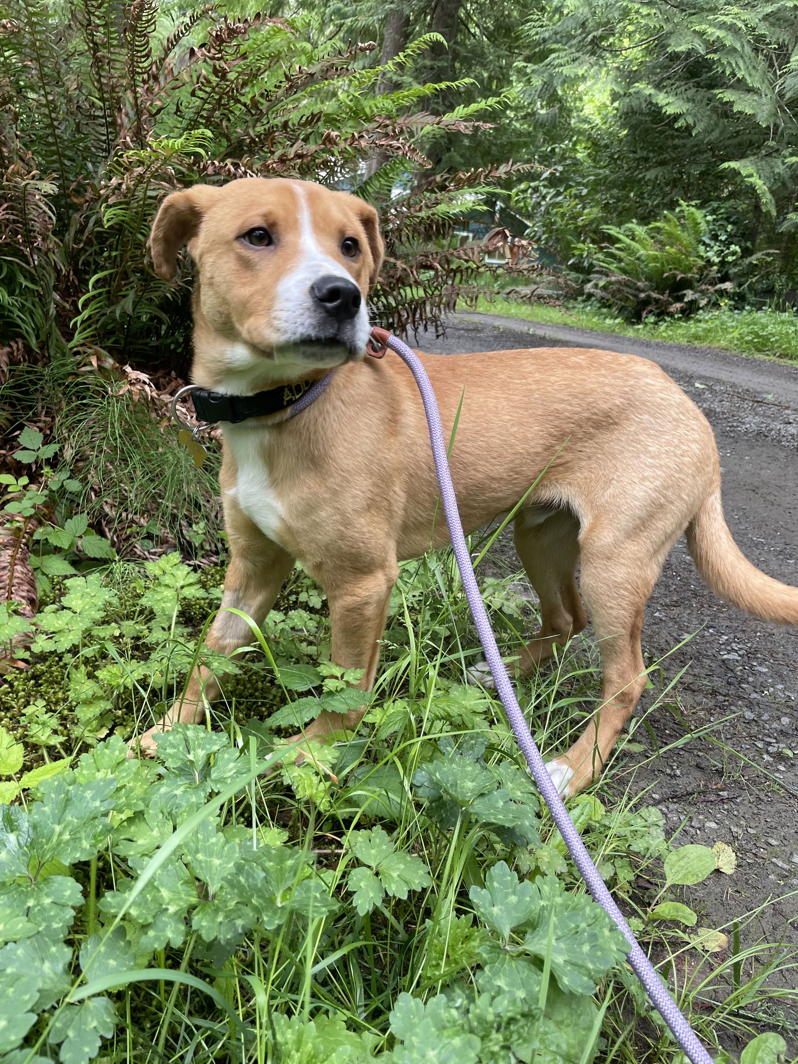 Dog for Adoption - Pretzel, a Labrador Retriever in Sequim, WA | Alpha Paw