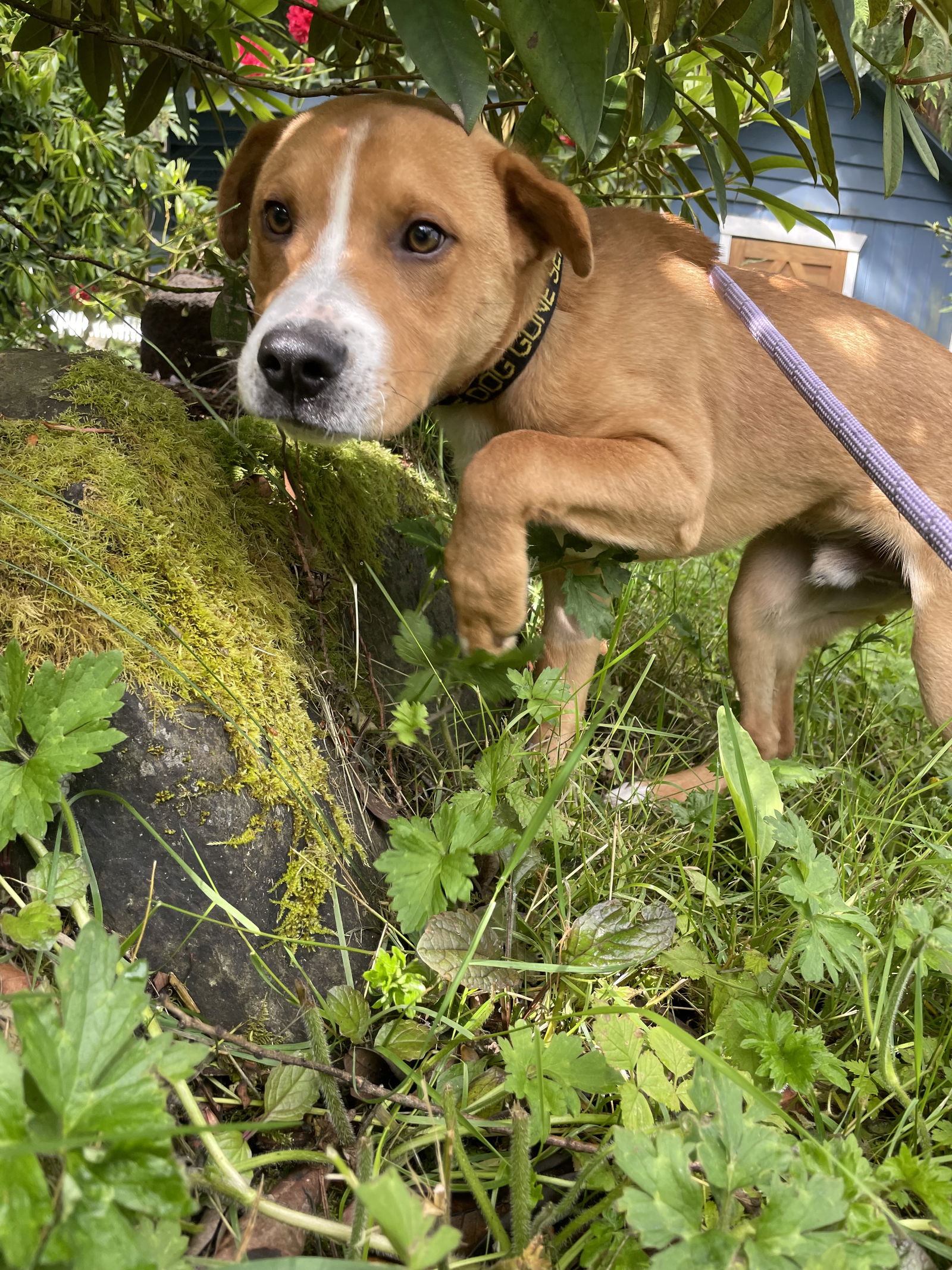 Dog for Adoption - Pretzel, a Labrador Retriever in Sequim, WA | Alpha Paw