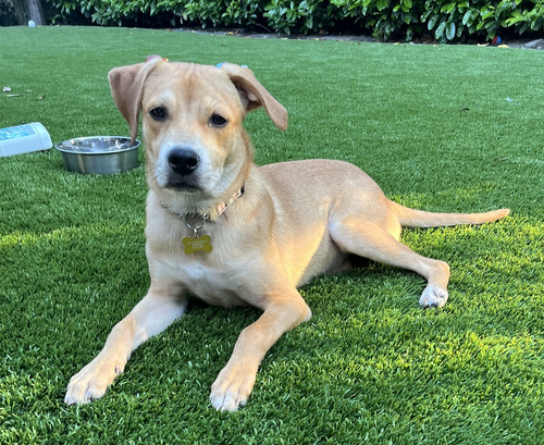 Lily, an adoptable Hound in Seattle, WA