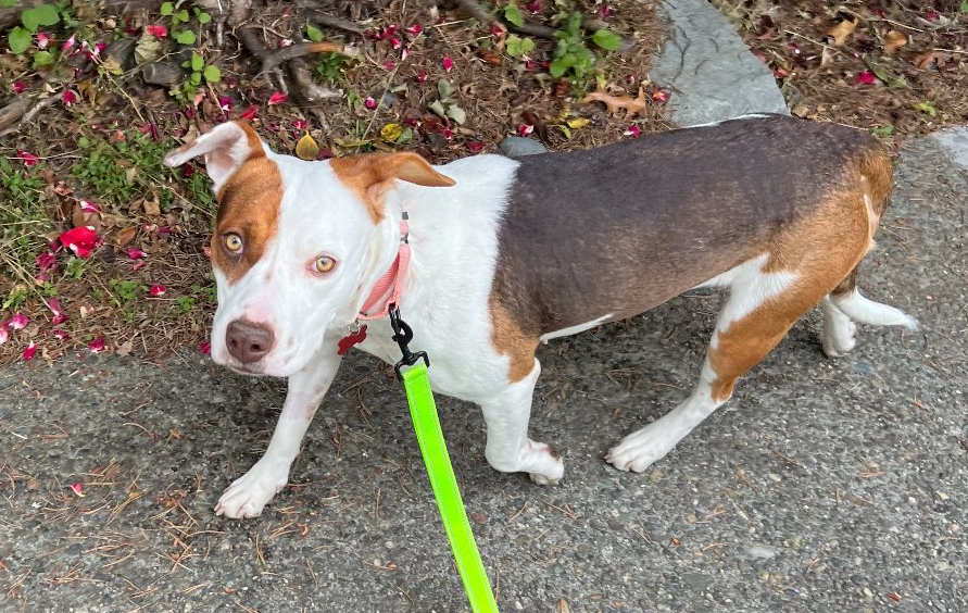 adoptable Dog in Seattle, WA named Sahara