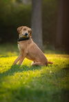 adoptable Dog in Seattle, WA named Gazpacho