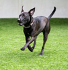adoptable Dog in  named Cleo