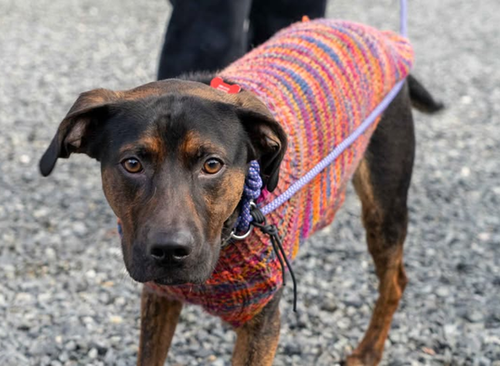 picture of the dog needing adoption