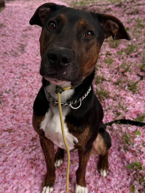 picture of the dog needing adoption
