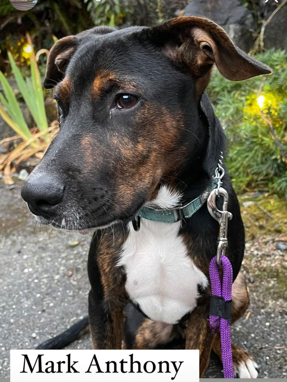 adoptable Dog in Seattle, WA named Mark Anthony