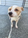 adoptable Dog in seattle, WA named * Desiree - PENDING