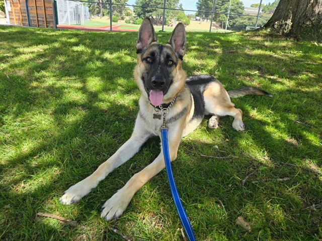 adoptable Dog in Seattle, WA named Nick