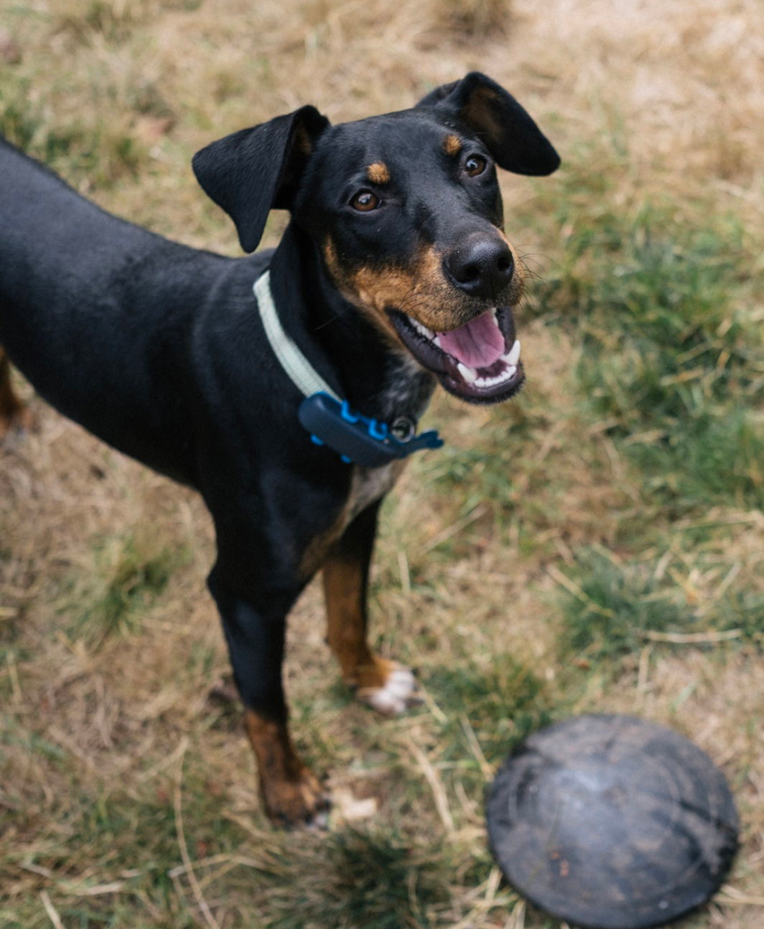 adoptable Dog in Seattle, WA named Pippin